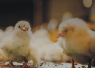 Indian Poultry Industry from an international perspective
