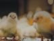 Indian Poultry Industry from an international perspective