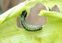 The prolonged rainy season tackled the dreaded Fall Armyworm