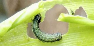 The prolonged rainy season tackled the dreaded Fall Armyworm