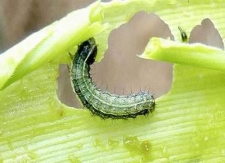 The prolonged rainy season tackled the dreaded Fall Armyworm