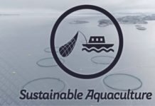 As aquaculture booms, it’s consuming more fish than it produces