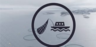 As aquaculture booms, it’s consuming more fish than it produces