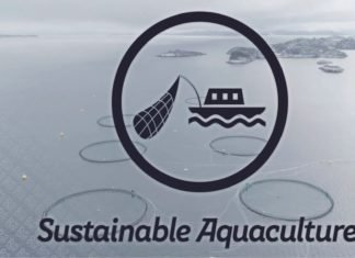 As aquaculture booms, it’s consuming more fish than it produces