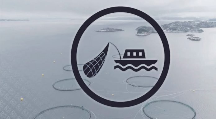 As aquaculture booms, it’s consuming more fish than it produces