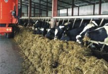 Preparing Balanced Total Mixed Ration (TMR) for Dairy Animals