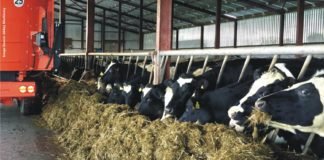 Preparing Balanced Total Mixed Ration (TMR) for Dairy Animals