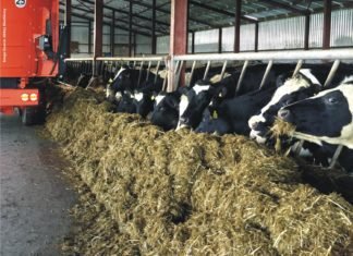 Preparing Balanced Total Mixed Ration (TMR) for Dairy Animals