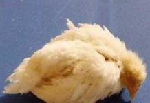 Prevention and control of infectious bursal disease in poultry