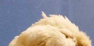 Prevention and control of infectious bursal disease in poultry