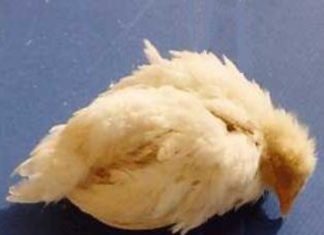 Prevention and control of infectious bursal disease in poultry
