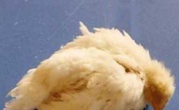 Prevention and control of infectious bursal disease in poultry