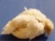 Prevention and control of infectious bursal disease in poultry