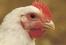 Feed Passage Syndrome: An Integrated Approach to Improve Birds Health