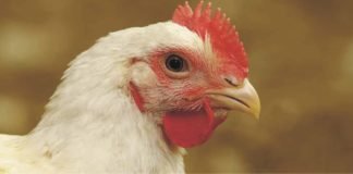 Feed Passage Syndrome: An Integrated Approach to Improve Birds Health