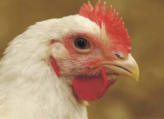 Feed Passage Syndrome: An Integrated Approach to Improve Birds Health