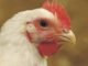 Feed Passage Syndrome: An Integrated Approach to Improve Birds Health