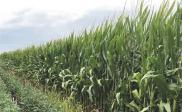 Maize and Soyabean crops: Production and price trends likely in India in 2020
