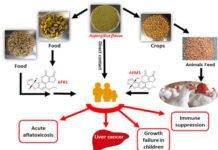 Metabolism of AflatoxinB1 – a natural contaminant in Poultry