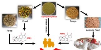 Metabolism of AflatoxinB1 – a natural contaminant in Poultry