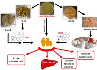 Metabolism of AflatoxinB1 – a natural contaminant in Poultry