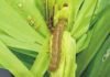 Deteriorating effect of fall armyworm attack on kharif maize – ICAR