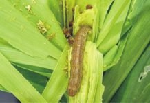 Deteriorating effect of fall armyworm attack on kharif maize – ICAR