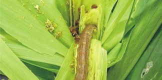 Deteriorating effect of fall armyworm attack on kharif maize – ICAR