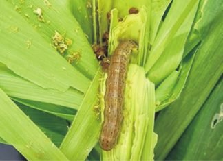 Deteriorating effect of fall armyworm attack on kharif maize – ICAR