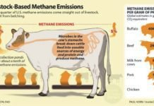 A discovery to lower methane emissions from livestock