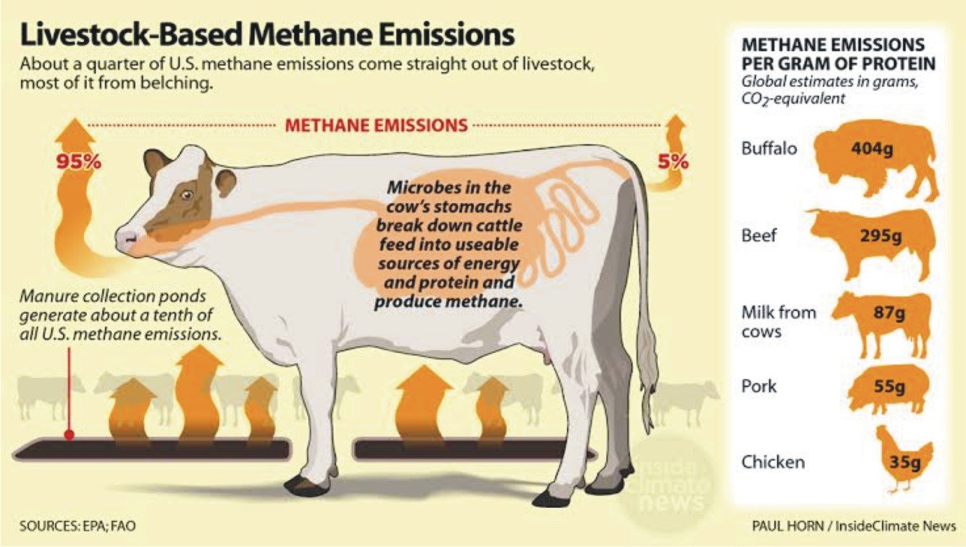 A Discovery To Lower Methane Emissions From Livestock Benison Media