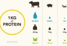 Insect Protein in Europe