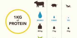 Insect Protein in Europe