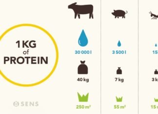 Insect Protein in Europe