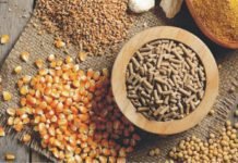 Grain outlook for Wheat, corn and soybeans