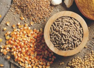 Grain outlook for Wheat, corn and soybeans