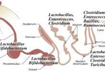 Global Poultry Probiotic Market expected to grow at 8.9 percent CAGR