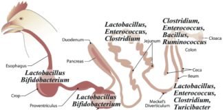 Global Poultry Probiotic Market expected to grow at 8.9 percent CAGR