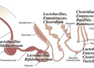 Global Poultry Probiotic Market expected to grow at 8.9 percent CAGR