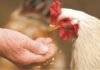 Is there any economical alternative feed raw material in India?
