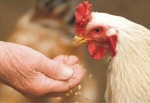 Is there any economical alternative feed raw material in India?