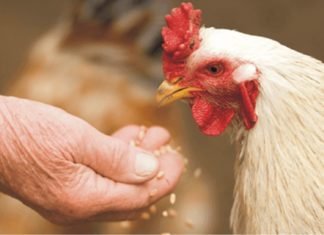 Is there any economical alternative feed raw material in India?