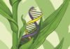 Nobel Laureates come out in support of GM crops: its benefit to Poultry and Feed Industry