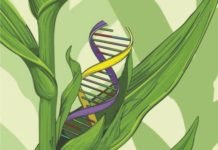 Nobel Laureates come out in support of GM crops: its benefit to Poultry and Feed Industry