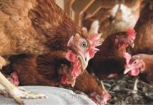 Scenario of Poultry farming in China after African Swine Fever