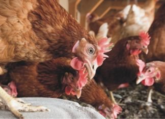 Scenario of Poultry farming in China after African Swine Fever