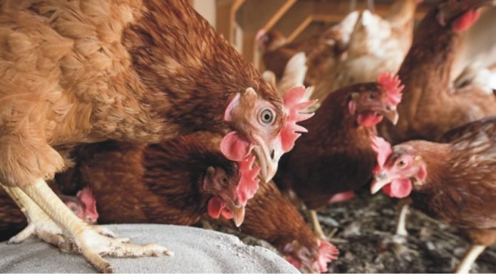 Scenario of Poultry farming in China after African Swine Fever