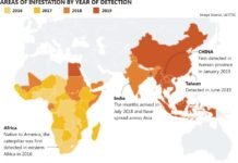 Fall Armyworm (FAW) destructive impact on maize crop across Asia