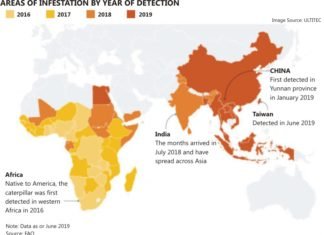 Fall Armyworm (FAW) destructive impact on maize crop across Asia