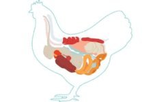 Bacillus Subtilis PB6 – A Complete Solution for Dysbacteriosis in Broilers